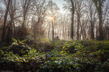 "Январская зелень" / Часть кустарников и лиан сбрасывают на зиму листву, в то время как другие вечнозелёные. Самурский лес в Южном Дагестане – одно из немногих мест в России где в разгар зимы можно найти яркую сочную зелень!