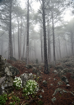 Туманность / Крымский лес