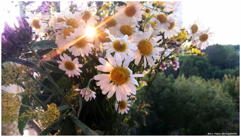 Букет / Лето