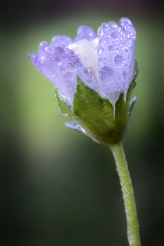 Цветок просвирника. / ***