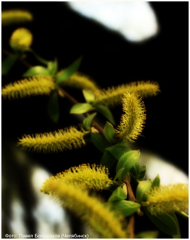 Весна / Верба