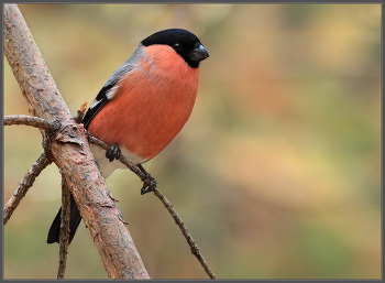 Жених / Невеста фотографироваться отказалась...