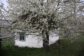 весна / Беларусь деревня