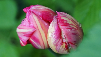 Дождь / Отцветают тюльпаны