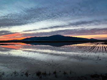 &nbsp; / The swamp at sunset and the reflections of Mount Serra in the still waters pierced by vegetation.