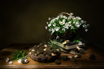 Сморчки пошли.. / Сморчки пошли..