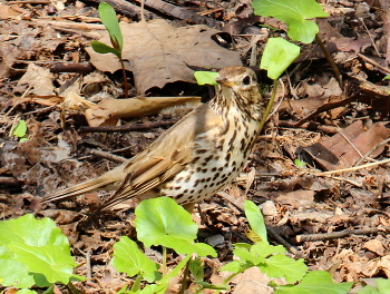 Молодой певчий дрозд. / Дрозды певчие Turdus philomelos