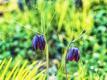 Усатые, весенние.. / Цветы конца апреля, из серии перво-цветов. Весенним утром. в лесу на поляне. Усачи двое, типа рябчик.. Размытый фон. В режиме макро. Цветы с завитушками.. Когда приходит весна, и скоро месяц май..