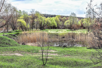 Весна, утро, конец апреля.. / Кустик на переднем плане, зазеленевшая трава, утром весны. Небольшой водоем на среднем плане и камыши в водоеме.. И вдали лесной массив с распускающейся листвой. и облачно утром..