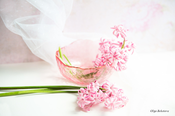 Гиацинты / гиацинты в вазочке