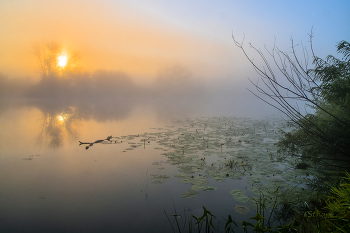 Утренний туман. / Летний туман на рассвете. Озеро Сосновое.