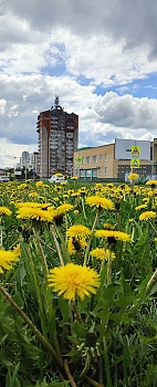 Весна в городе. / Одуванчики обживают газоны.