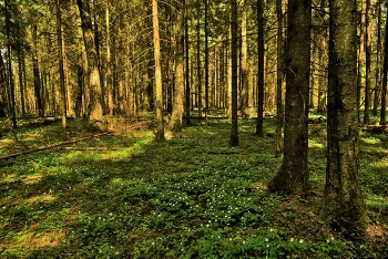В майском лесу ... / Весенний этюд ...