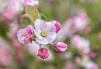 Apple tree flowers / яблони цвет