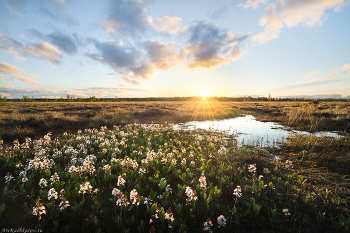 "Вахта на болоте" / Вахта трёхлистная - типичный обитатель переходных болот. Это невысокое травянистое растение с крупными мясистыми листьями и длинным ползучим корневищем. Цветет она в конце мая очень непродолжительное время, всего лишь одну неделю