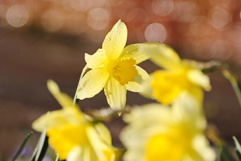 Солнечный цветочек / Нарцисс