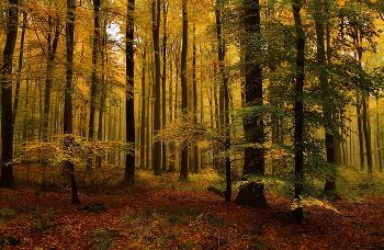 Меняя цвет / Осенний лесной пейзаж