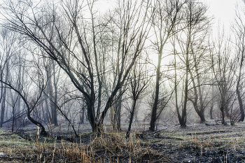 Туман весенним утром.. / Туман утром на рассвете, силуэты деревьев выделены туманностью, На краю леса. когда утром туман. Рассветное солнце через верхушки деревьев при мягком освещении утром. Туман и деревья ранней весной..