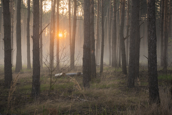 Утро в лесу / майское утро