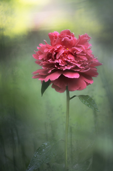 Майские зарисовки. / ***