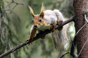 верните мне рыжий цвет / белка весной