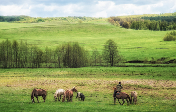 Май на сабантуйской поляне / май, лошади, поляна