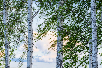 Ветер... / Берёзовая роща...