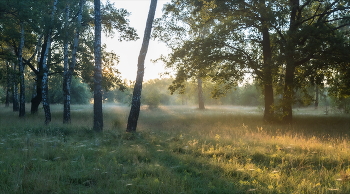 Утро в лесу. / Лето.