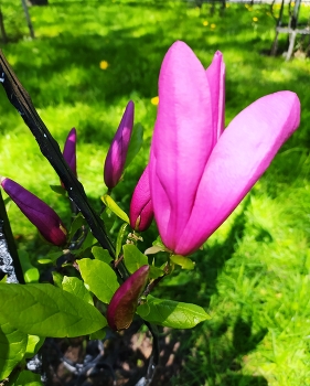 Цветок тюльпанового дерева / Лириодендрон тюльпановый – экзотическое дерево