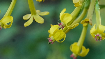 Радует... / Цветы чёрной смородины