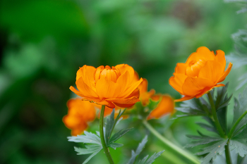 Огоньки / цветы , весна