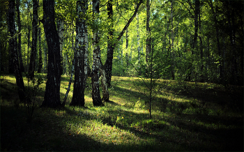 Весенний лес / Молодая зелень. Прогулка по весеннему лесу.