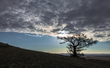 Дерево &quot;Атлант&quot; / Дерево держит небо в ожидании рассвета на Сундуках, в долине Онло