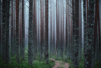 Про туманный лес / Заповедный сосновый бор на полуострове Клим