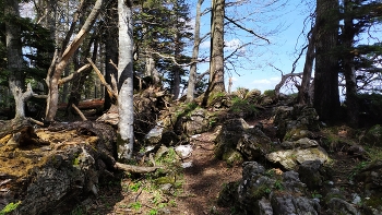 Бурелом. / Адыгея.