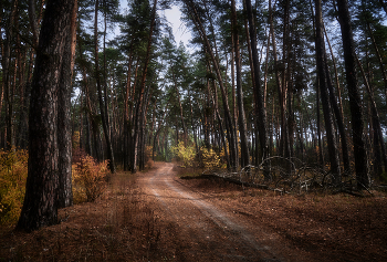 Осень, лес, дорога... / Осень 2021