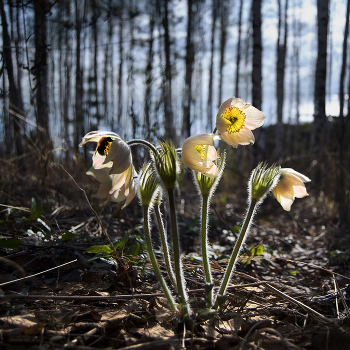 мутный шмель по весне / снимал цветочки, а тут этот мутный влез )
