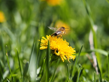Ключ на старт / Взлет пчелы с цветка одуванчика