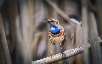 Белозвездный / Подвид варакушки с белым пятнышком (&quot;звездой&quot;) на зобе. Пролетом в Краснодаре.