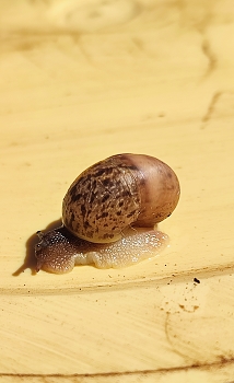 Весна разбудила. / &quot; &quot; &quot;