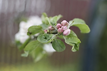 Яблоневый цвет. / &quot; &quot; &quot;