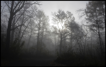 Утро туманное / утро лес