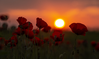 Маки на закате / Кабардино-Балкария