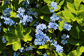 Время голубых незабудок... / Нежное чудо голубое...