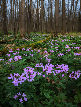 Лес на Ворскле / Цветёт зубянка пятилистная (в Красной Книге).
Участок заповедника «Белогорье» - «Лес на Ворскле».
Борисовский район. Апрель, 2022 года. 
Из нового фотопроекта "Земля Белгородская».