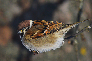 Спокойствие. / Как бы мы не старались казаться незаметными для животных, на нас всегда кто-то будет смотреть.