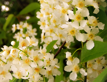 Черемуха. / 23.05.2022.