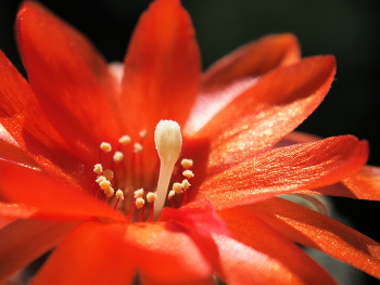 Echinopsis chamaecereus / Цветок кактуса