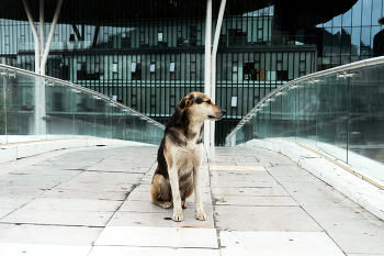 из серии "Собаки Тбилиси" / жанровое фото