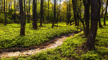 Между деревьев тишины. / ...